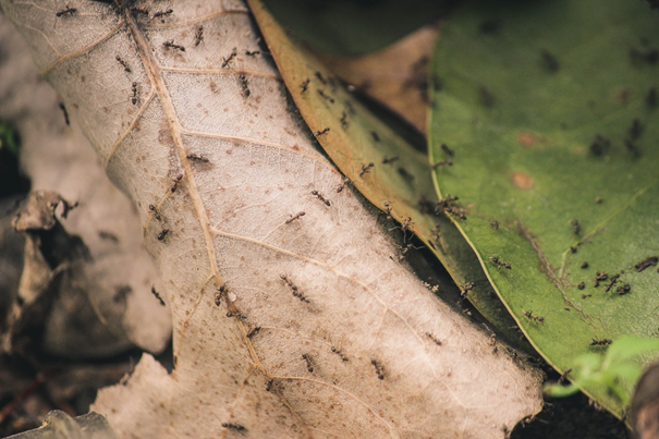 ants on a leaf